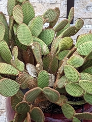 Opuntia microdasys