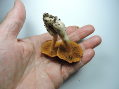 Cortinarius rubellus