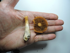 Cortinarius rubellus