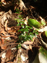 Buxus colchica
