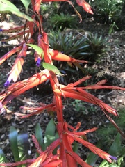 Tillandsia guatemalensis
