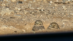 Athene cunicularia hypugaea