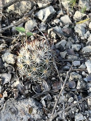 Escobaria emskoetteriana