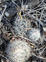 Escobaria emskoetteriana