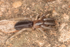 Segestriidae