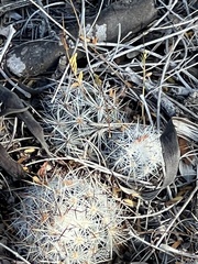 Escobaria emskoetteriana