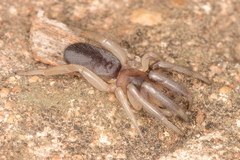 Segestriidae