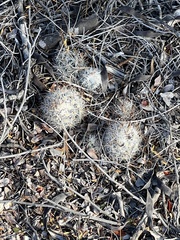 Escobaria emskoetteriana