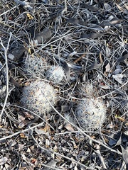 Escobaria emskoetteriana