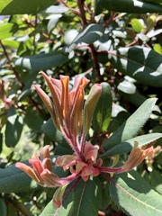 Arbutus