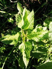 Urtica dioica