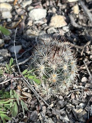 Escobaria emskoetteriana