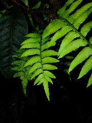 Asplenium salicifolium