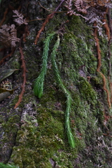 Phlegmariurus squarrosus