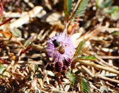 Apis cerana indica