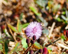 Apis cerana indica