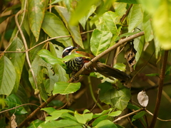 Pomatorhinus musicus