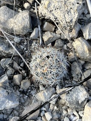 Escobaria emskoetteriana