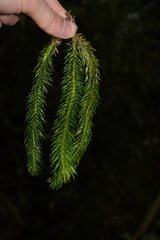 Phlegmariurus squarrosus