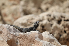 Laudakia vulgaris