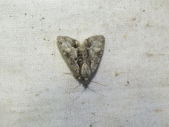 Acronicta strigosa