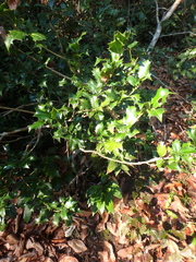 Ilex colchica