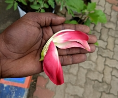 Sesbania grandiflora