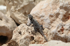 Laudakia vulgaris