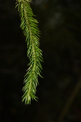 Phlegmariurus squarrosus