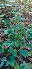 Ruscus aculeatus