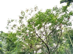 Sesbania grandiflora