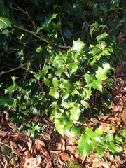 Ilex colchica