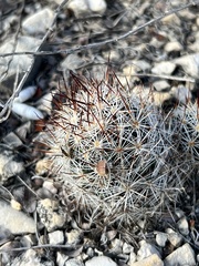 Escobaria emskoetteriana