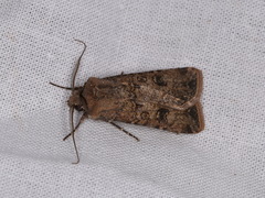 Agrotis segetum