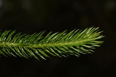 Phlegmariurus squarrosus