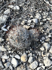 Escobaria emskoetteriana