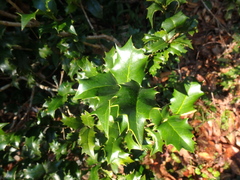 Ilex colchica