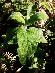 Mentha suaveolens