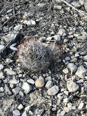 Escobaria emskoetteriana