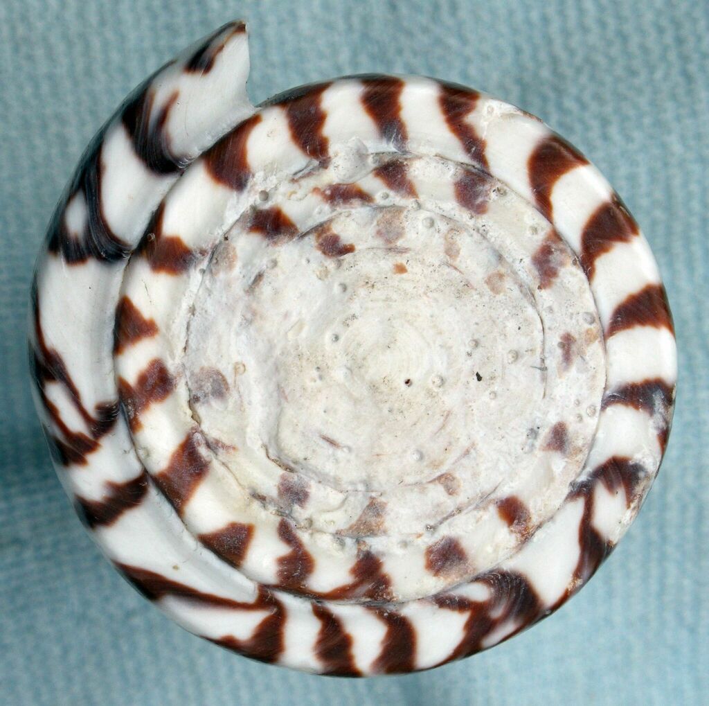 Lettered cone