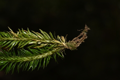 Phlegmariurus squarrosus