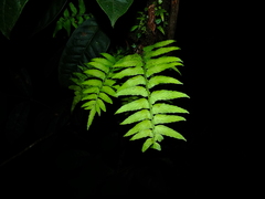 Asplenium salicifolium