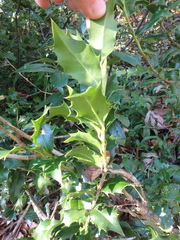 Ilex colchica