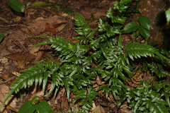 Pteris semipinnata
