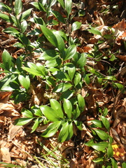 Ruscus colchicus