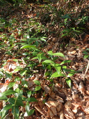 Ruscus colchicus