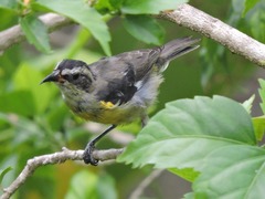 Coereba flaveola caboti