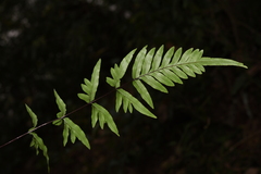 Pteris semipinnata