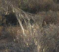 Stegodyphus dumicola