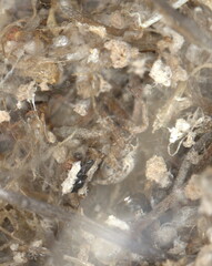 Stegodyphus dumicola